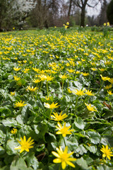 The lesser celandine or fig buttercup (Ficaria verna) blooming in spring - 773248785