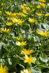 The lesser celandine or fig buttercup (Ficaria verna) blooming in spring - 773248792