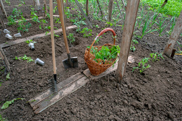 Planter des tomates en pleine terre