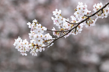 a spring scene with cherry blossoms in bloom