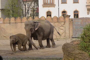elephants in the zoo, Jungtier und Muttertier 