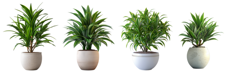 Collections of dragon tree houseplants (dracaena marginata) pots isolated on transparent or white background