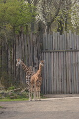 giraffe in the zoo