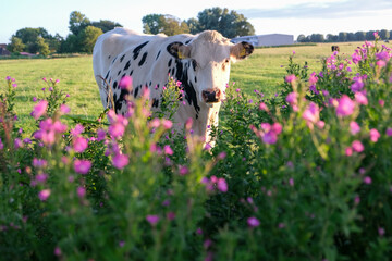 Cows on green field with flowers in sunny day