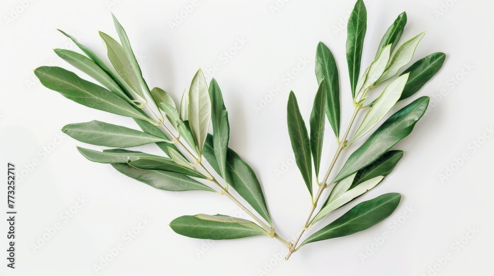 Poster an olive branch with leaves isolated on a white background close-up