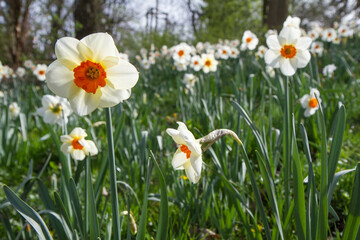 The Narcissus blooming in a park     