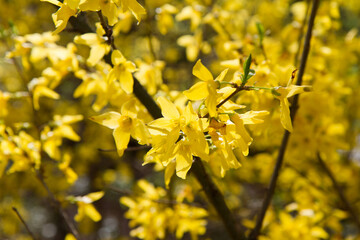 Forsythia plant blooming in spring in close up