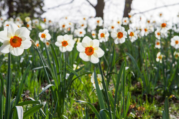 The Narcissus blooming in a park      - 773253323