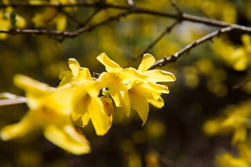 Forsythia plant blooming in spring in close up - 773253324