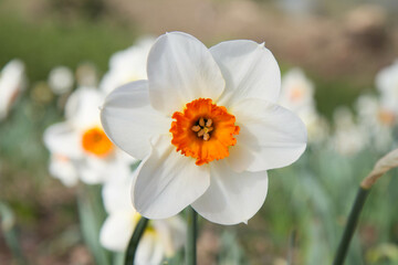 The Narcissus blooming in a park      - 773253325