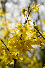 Forsythia plant blooming in spring in close up - 773253329