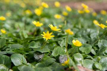 The lesser celandine or fig buttercup (Ficaria verna) blooming in spring - 773253331