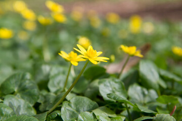 The lesser celandine or fig buttercup (Ficaria verna) blooming in spring - 773253332