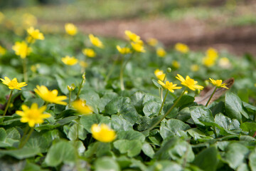 The lesser celandine or fig buttercup (Ficaria verna) blooming in spring - 773253337