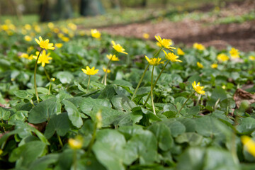 The lesser celandine or fig buttercup (Ficaria verna) blooming in spring - 773253347