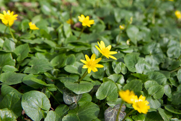 The lesser celandine or fig buttercup (Ficaria verna) blooming in spring - 773253351