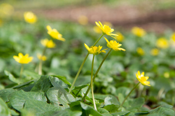 The lesser celandine or fig buttercup (Ficaria verna) blooming in spring - 773253352