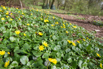 The lesser celandine or fig buttercup (Ficaria verna) blooming in spring - 773253361