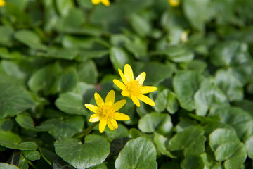 The lesser celandine or fig buttercup (Ficaria verna) blooming in spring - 773253372