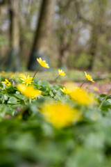 The lesser celandine or fig buttercup (Ficaria verna) blooming in spring - 773253379