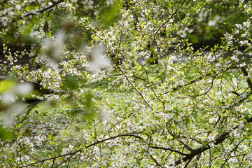 Tree blooming in early spring with white flowers - 773253503