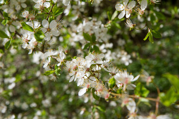 Tree blooming in early spring with white flowers - 773253518