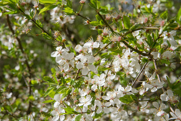Tree blooming in early spring with white flowers