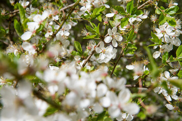 Tree blooming in early spring with white flowers - 773253593
