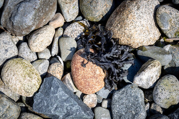 black seaweed on beach
