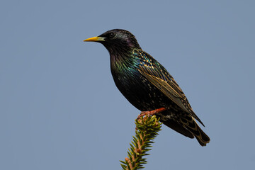 Common starling, Sturnus vulgaris, on a branch - obrazy, fototapety, plakaty