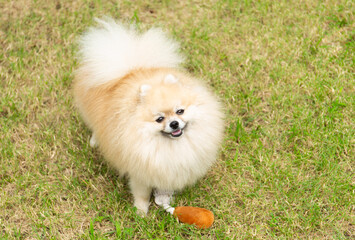 Cute Pomeranian Spitz with a Toy - 773254763