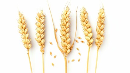 As an element of package design, horizontal wheat ears are isolated on a white background