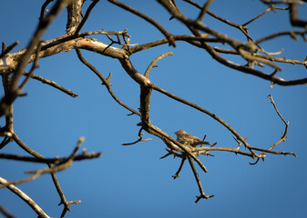 bird in a tree