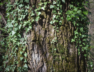 Natural background. Poplar trunk with ivy. Tree trunk in the foreground