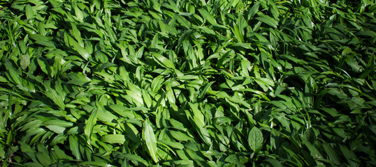 Botanical background. Wild garlic, also known as 