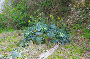 Translation: Detail of a mountain organic vegetable garden. Overgrown cabbages. Treviso, Italy.