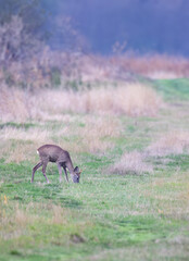 Young roe deer in  in Hortobagy National Park, UNESCO World Heritage Site, Puszta is one of largest meadow and steppe ecosystems in Europe, Hungary