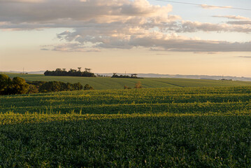 Fototapeta na wymiar Landscape of soybean fields in Rio Grande do Sul, Brazil