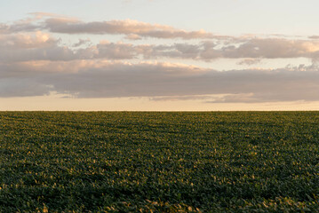Landscape of soybean fields in Rio Grande do Sul, Brazil