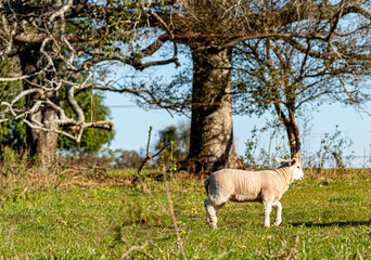 Landscape of the South American pampas