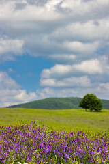 Obraz premium Spring landscape in White Carpathians, Southern Moravia, Czech Republic