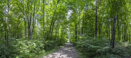 panoramic view of empty dirt road in summer forest at bright sunny day.