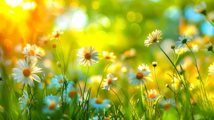  Flowers landscape of dew-covered daisies. Springtime or summer nature scene. Daisies meadow © Svetlana Kolpakova
