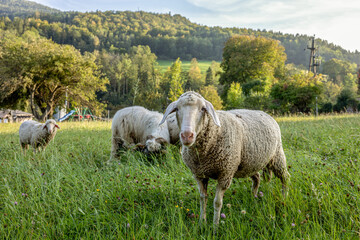 Obraz premium Cute animals and birds in natural surrounding