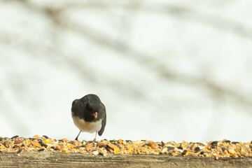 This dark-eyed junco came to the wooden railing. Birdseed is scattered all around this avian....