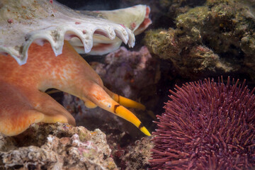 Triton´s Horn, Trumpet Shell, Atlantic triton (Charonia lampas - Charonia variegata) Tritone mediterraneo (Charonia lampas) Argentiera. Sardinia, Italy, mediterranean sea