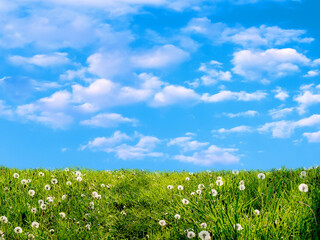 Blue sky and summer green field landscape - 773266559