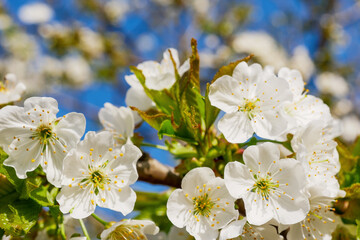 Blossoming apple tree background - 773266945