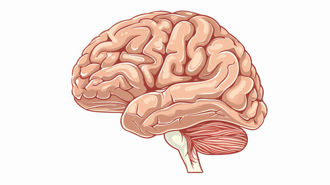 Human brain anatomy diagram clipart flat vector isolated