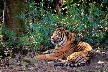 林道で出会った虎